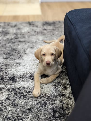 Pet boarding service The Pet Hospital of Tierrasanta San Diego