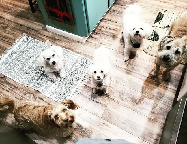 Pet boarding service The Pixie Project Portland