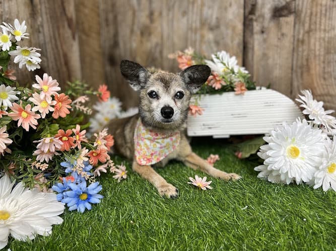 Pet boarding service The Smiling Dog Roseville