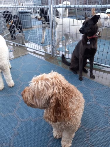 Pet boarding service The Tail Haven Hotel & Day Lounge San Francisco