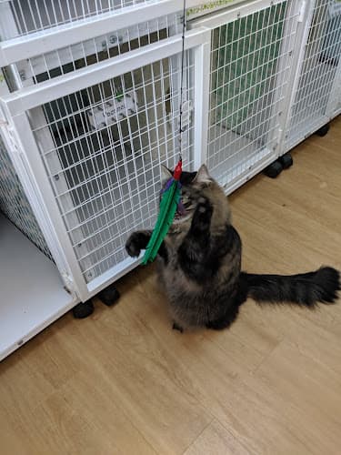 Pet boarding service The Whole Cat and Kaboodle Kirkland