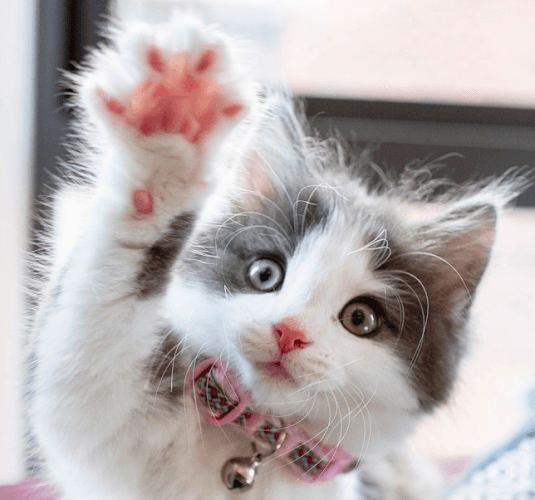Pet boarding service The Willow Cat Hotel Torrance