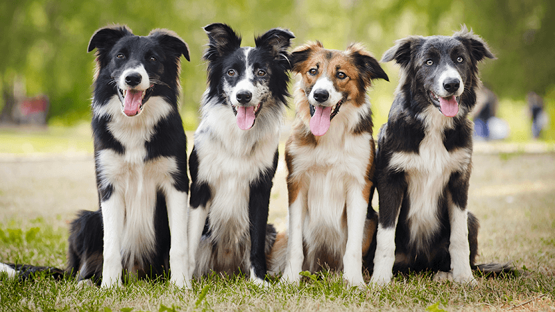 Pet boarding service Thornhill Pet Hospital Oakland