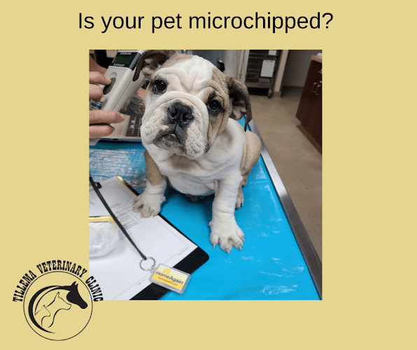Pet boarding service Tillema Veterinary Clinic Corona