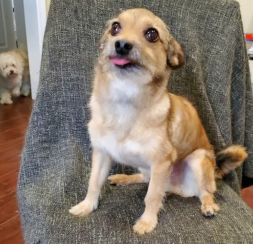 Pet boarding service Tilt Pet Spa San Francisco