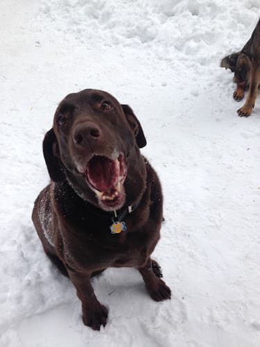 Pet boarding service TLC Pet Sitters Spokane