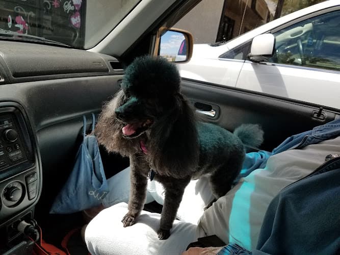 Pet boarding service Tonya's Pink Poodle Indio