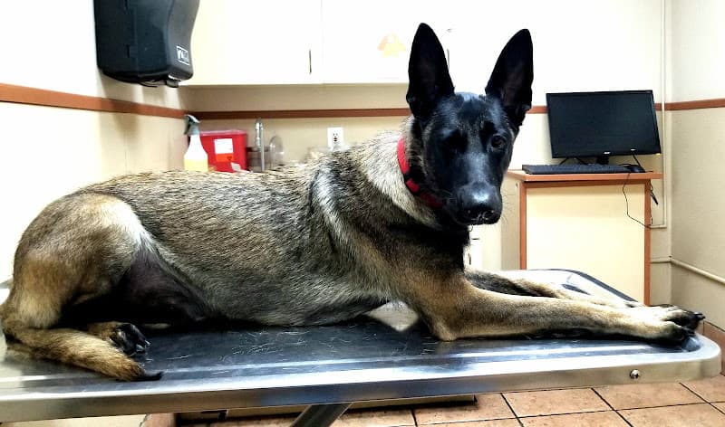 Pet boarding service Torrance Companion Animal Hospital Torrance