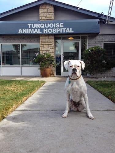 Pet boarding service Turquoise Animal Hospital San Diego