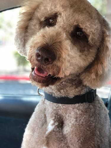 Pet boarding service Under One Woof Oakland