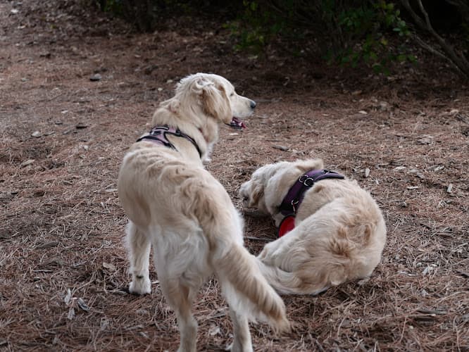 Pet boarding service UNI Pet Clinic - Union City Hayward