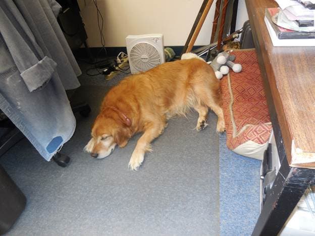 Pet boarding service Union Avenue Veterinary Hospital Tacoma