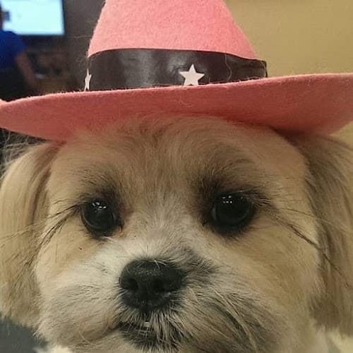 Pet boarding service University Place Best Pet Grooming Inc Tacoma