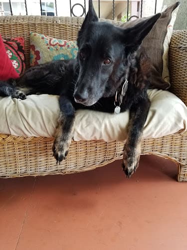 Pet boarding service Uptown Animal Hospital Inc Long Beach