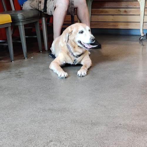 Pet boarding service Urban Animal Seattle