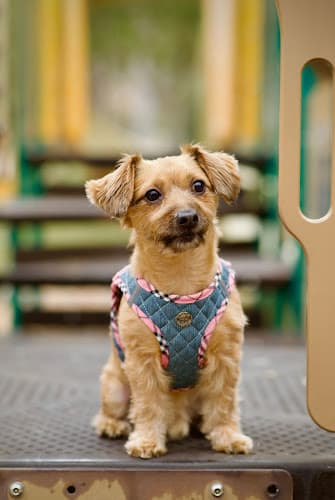 Pet boarding service Urban Dog Stars Temecula