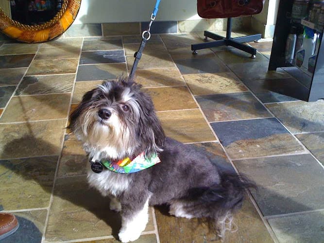 Pet boarding service Urban Doggie Spa Kirkland