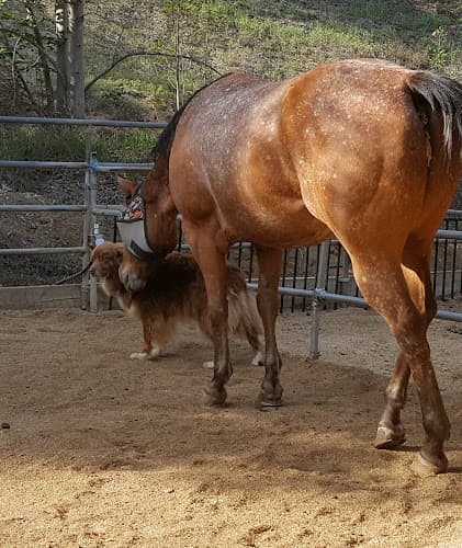 Pet boarding service V & H Stables Fullerton