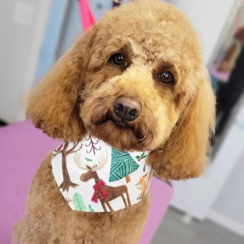 Pet boarding service Vanity Fur Fairfield