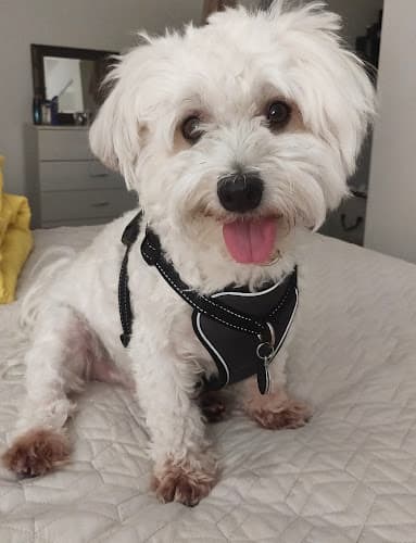 Pet boarding service VCA 4 Paws Animal Hospital San Diego