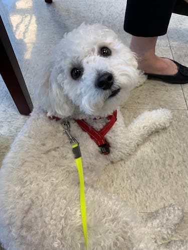 Pet boarding service VCA A Breed Apart Animal Hospital Pasadena