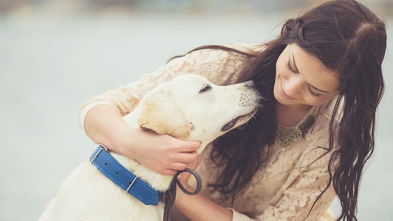 Pet boarding service VCA Bay Park Animal Hospital San Diego