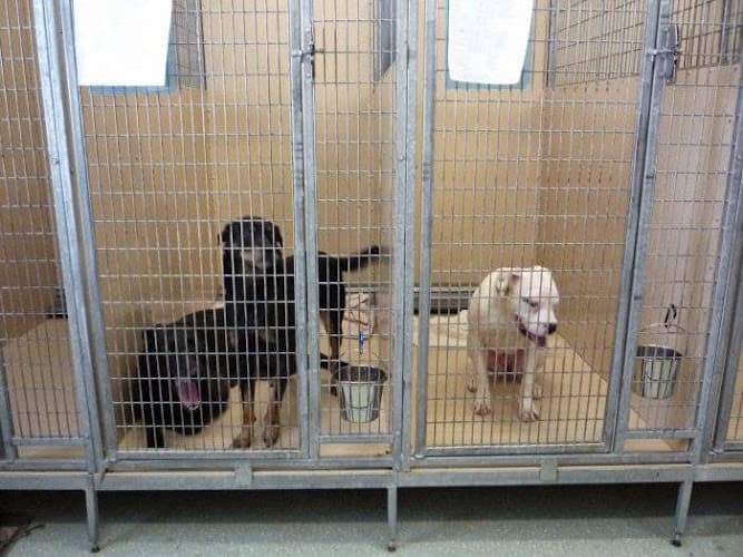 Pet boarding service VCA Bering Sea Animal Hospital Anchorage