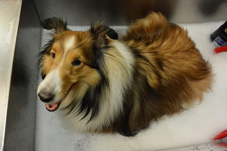 Pet boarding service VCA Camino Animal Hospital Thousand Oaks