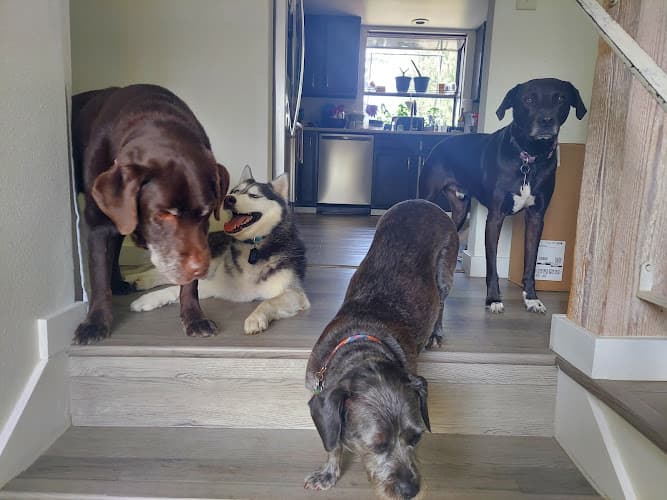 Pet boarding service VCA Crown Hill Animal Hospital Seattle