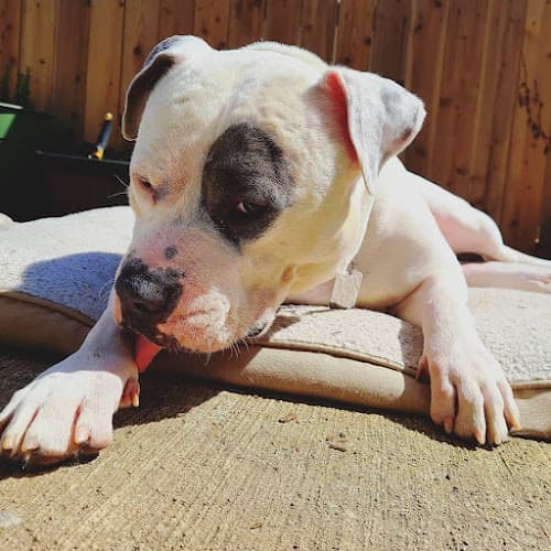 Pet boarding service VCA East Mill Plain Animal Hospital Vancouver