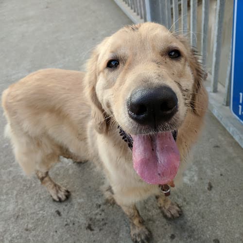 Pet boarding service VCA Foothill Veterinary Hospital Pasadena