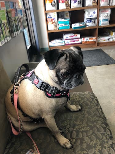 Pet boarding service VCA Laurelhurst Animal Hospital Portland