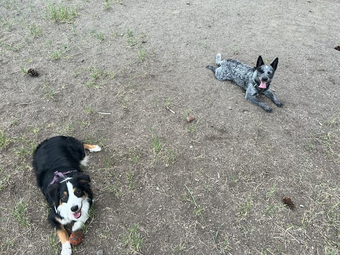 Pet boarding service VCA Manito Animal Hospital Spokane