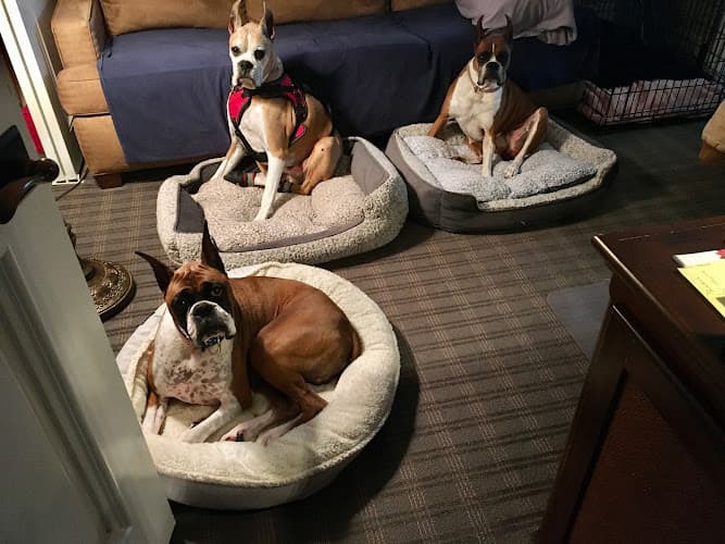 Pet boarding service VCA Orange County Veterinary Specialists Irvine