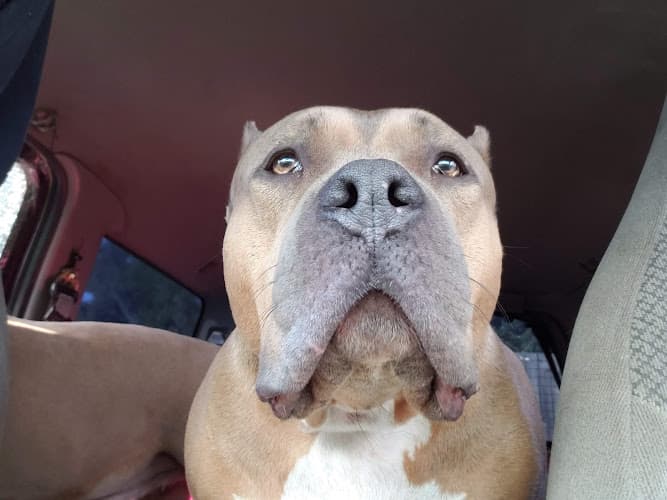 Pet boarding service VCA Parkway Animal Hospital Tacoma