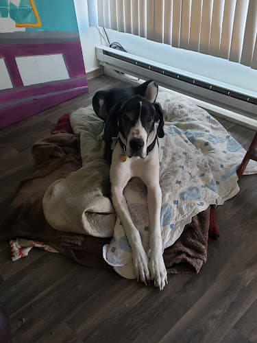 Pet boarding service VCA Raleigh Hills Animal Hospital Beaverton