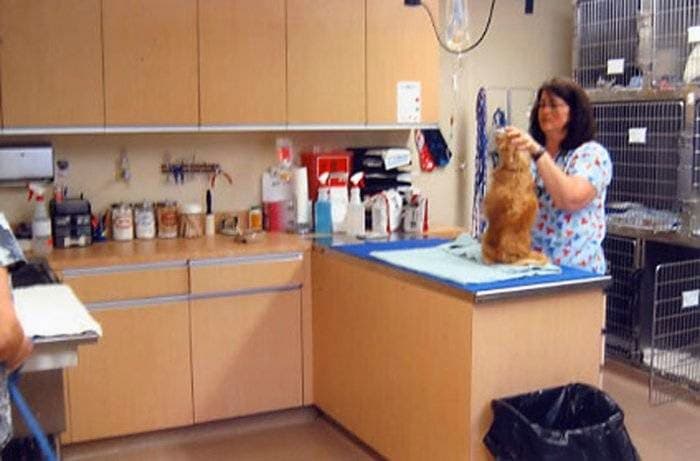 Pet boarding service VCA Rancho Mirage Animal Hospital Indio