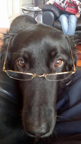 Pet boarding service VCA Vitality Animal Hospital Salem