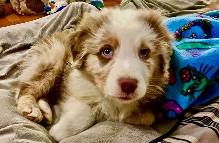 Pet boarding service VCA West Los Angeles Animal Hospital Los Angeles