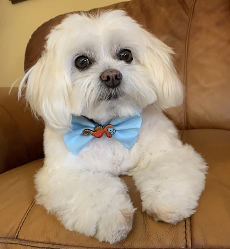 Pet boarding service Veterinary Medical and Surgical Group Ventura