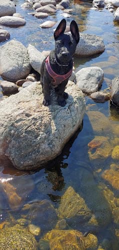 Pet boarding service VetIQ Petcare Spokane Valley