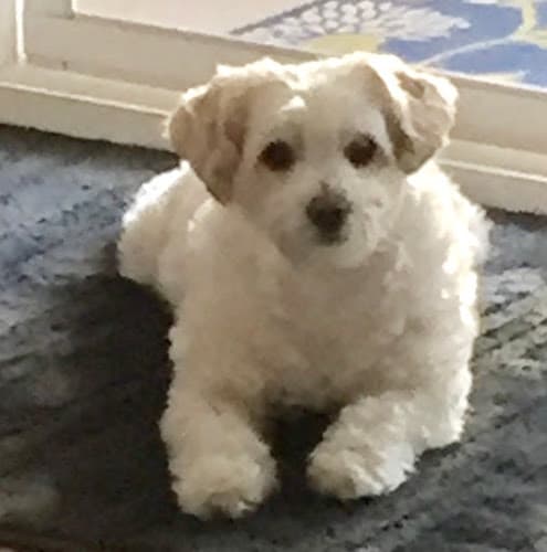 Pet boarding service Vickie's Pampered Pet Ventura