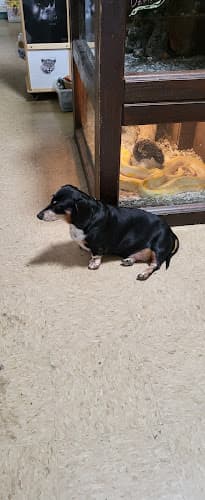 Pet boarding service Village Pet Shop Livermore