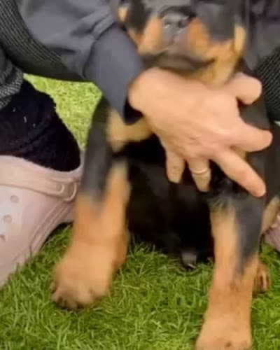 Pet boarding service Vom Bustos Hause Rottweiler Kennel Temecula
