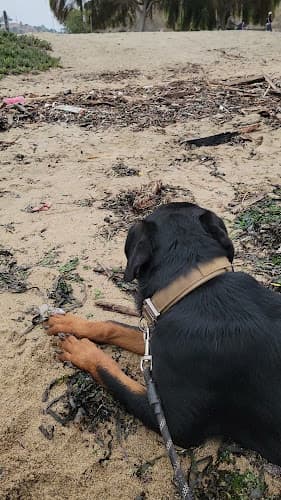 Pet boarding service Vom Westkoster rottweiler puppies Richmond