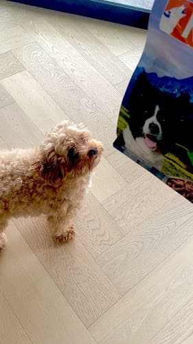 Pet boarding service Wag Pet Market LLC Tacoma