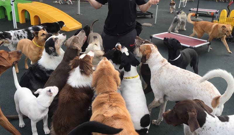 Pet boarding service Wags & Wiggles Santa Ana