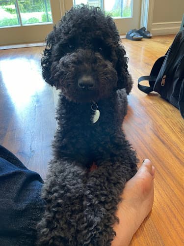 Pet boarding service Walnut Village Pet Hospital Fontana