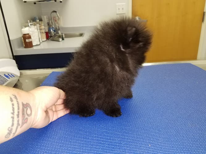 Pet boarding service Waterhouse Animal Hospital Fresno