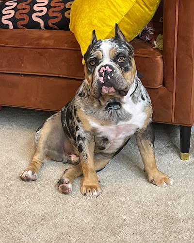 Pet boarding service Watt Avenue Pet Hospital Sacramento